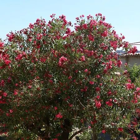 L'oleandro * Loreto Aprutino